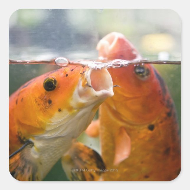 Pegatina Cuadrada Carpas de Koi (Anverso)