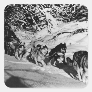 Pegatina Cuadrada Carrera de Vintage Alaska eskimo Malamute 1970