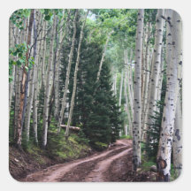 Carretera a Través de los Abedules