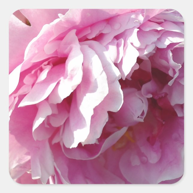 Pegatina Cuadrada Casa de campo de campo con flores de Pink Peony (Anverso)