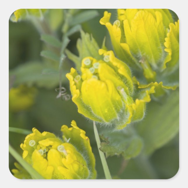 Pegatina Cuadrada Castilleja (Anverso)