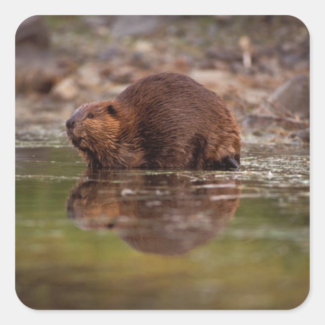 Pegatina Cuadrada castor, Castor canadensis, va a nadar (Anverso)