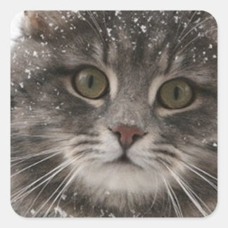 Pegatina Cuadrada cat_and_snow15 mascotas de nieve animales peludos