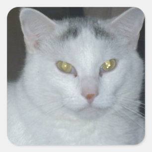 Pegatina Cuadrada Cat Thoughts White Cat