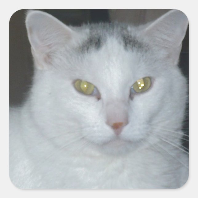 Pegatina Cuadrada Cat Thoughts White Cat (Anverso)