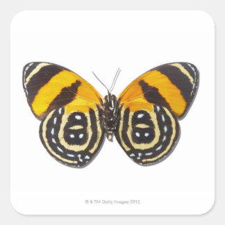 Pegatina Cuadrada Catagramma cynosura
