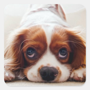Pegatina Cuadrada Cavalier King Charles Spaniel