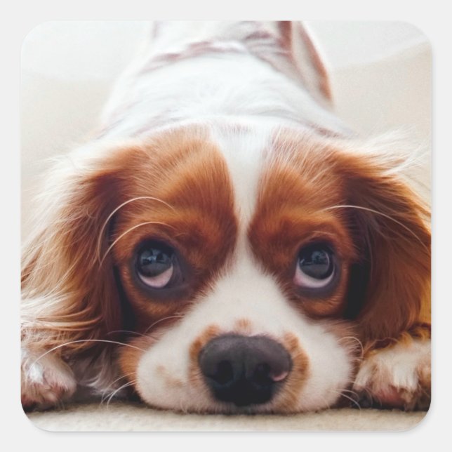 Pegatina Cuadrada Cavalier King Charles Spaniel (Anverso)