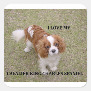 Pegatina Cuadrada Cavalier-king-charles-spaniel blenheim love w pic.