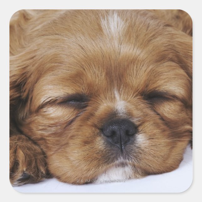 Pegatina Cuadrada Cavalier King Charles Spaniel cachorro durmiendo (Anverso)