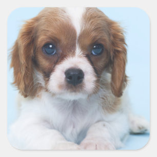 Pegatina Cuadrada Cavalier King Charles Spaniel Puppy