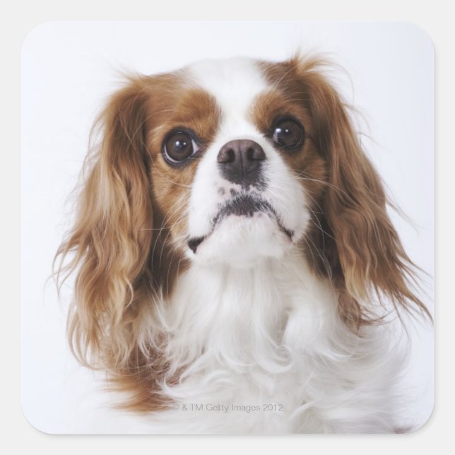 Pegatina Cuadrada Cavalier King Charles Spaniel sentado en un estudi (Anverso)