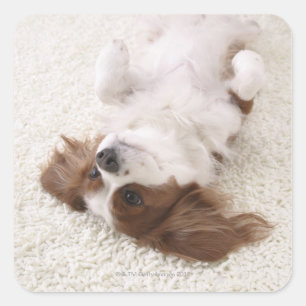 Pegatina Cuadrada Cavalier mostrando el vientre