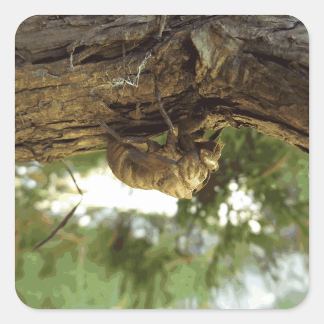 Pegatina Cuadrada Caza de Cicada. Tenía prisa. (Anverso)