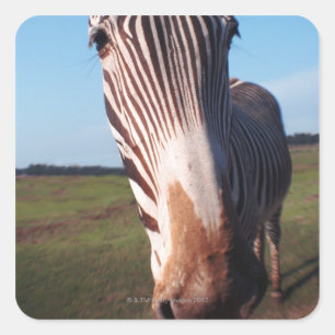 Pegatina Cuadrada cebra 2