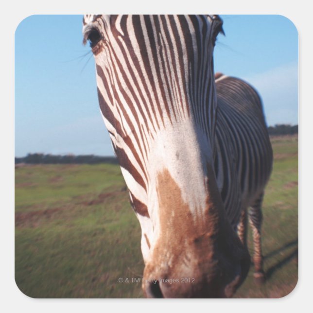 Pegatina Cuadrada cebra 2 (Anverso)