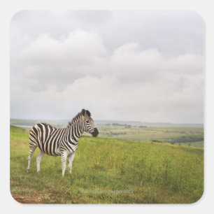 Pegatina Cuadrada Cebra en el campo, Sudáfrica