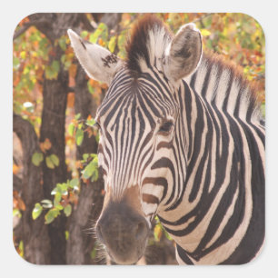 Pegatina Cuadrada Cebra en un bosque mopani