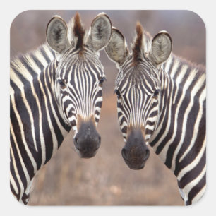 Pegatina Cuadrada Cebras comunes, Parque Nacional Kruger