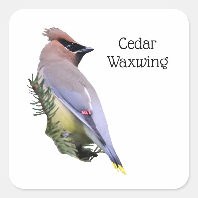 Pegatina Cuadrada Cedar Waxwing (Anverso)