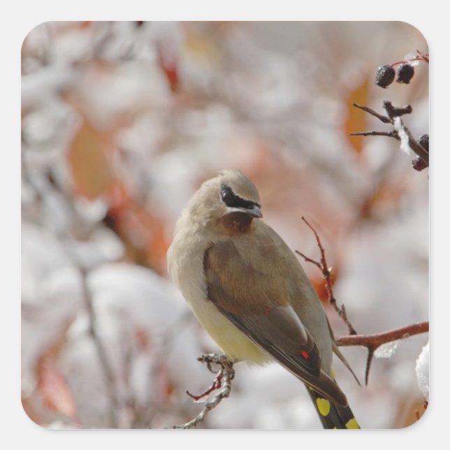 Pegatina Cuadrada Cedar Waxwing de adultos con espino dorsal y nieve (Anverso)