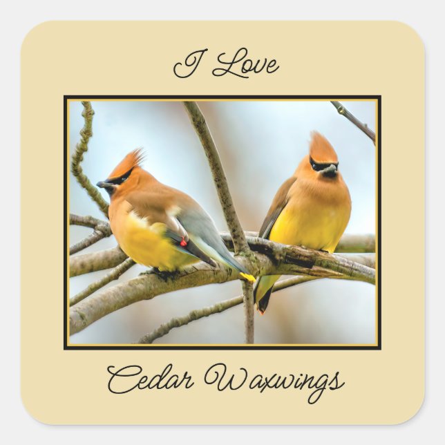Pegatina Cuadrada Cedar Waxwing - Fotografía original (Anverso)