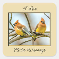 Cedar Waxwing - Fotografía original