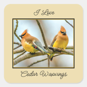 Pegatina Cuadrada Cedar Waxwing - Fotografía original