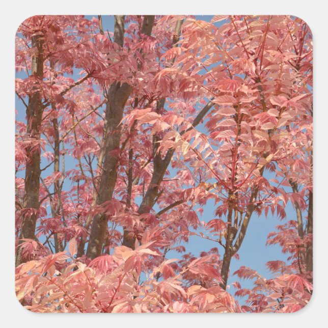 Pegatina Cuadrada Cedrela sinensis (Anverso)