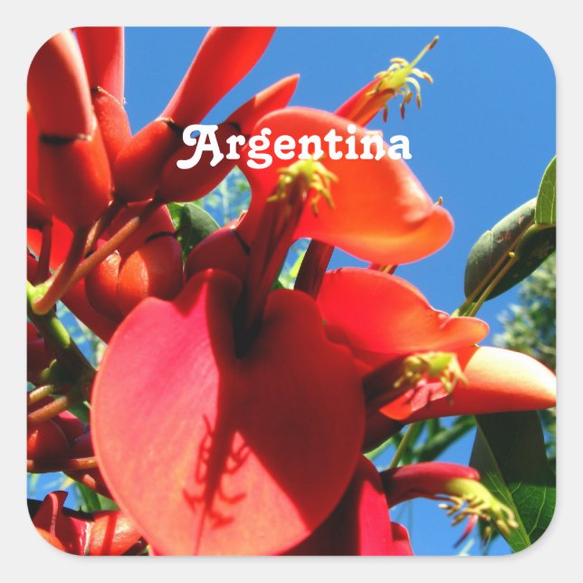 Pegatina Cuadrada Ceibo (Anverso)