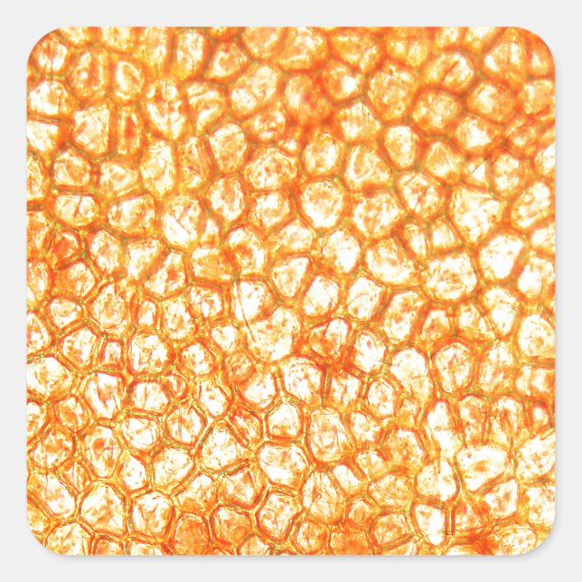 Pegatina Cuadrada Celdas de tomate bajo el microscopio (Anverso)
