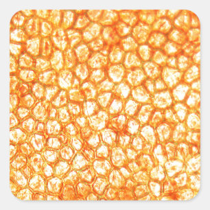 Pegatina Cuadrada Celdas de tomate bajo el microscopio
