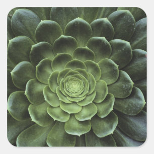 Pegatina Cuadrada Centro del cactus