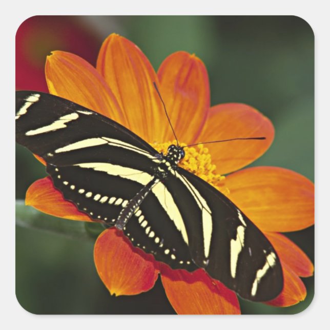 Pegatina Cuadrada Centroamérica, Costa Rica, Selva Verde (Anverso)