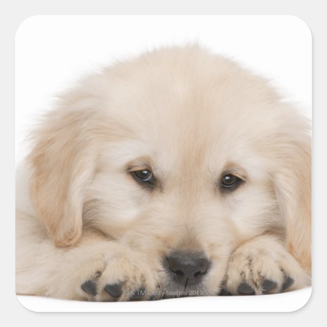 Pegatina Cuadrada Cepillo de oro (Anverso)