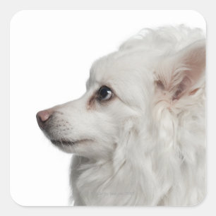 Pegatina Cuadrada Cerco de Keeshond (10 años)