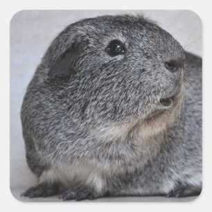 Pegatina Cuadrada Cerdo de Guinea suave y plateado agouti