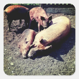 Pegatina Cuadrada Cerdos, teniendo un abrazo