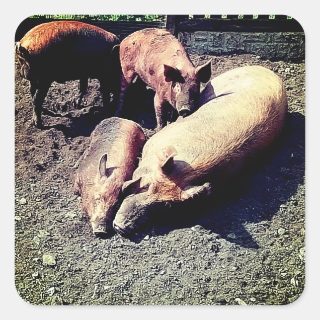 Pegatina Cuadrada Cerdos, teniendo un abrazo (Anverso)