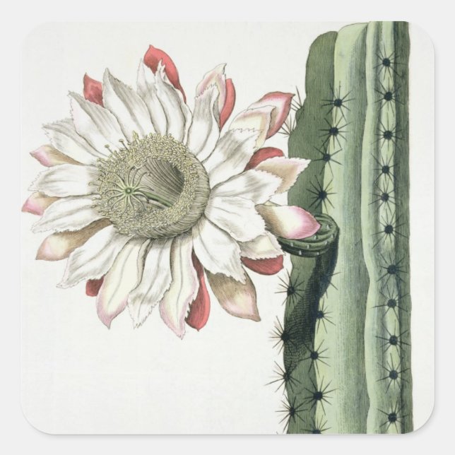 Pegatina Cuadrada Cereus Erectus Altissimus Syrinamensis de Phyth (Anverso)