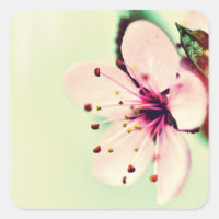 Cerezo en flor