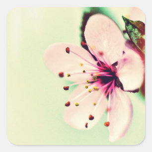 Pegatina Cuadrada Cerezo en flor