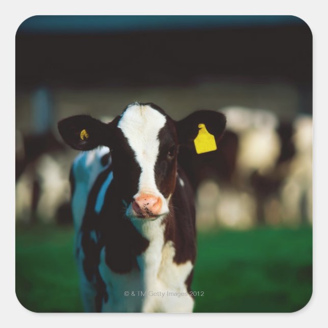 Pegatina Cuadrada Cernícalo de Holstein-Friesian (Anverso)