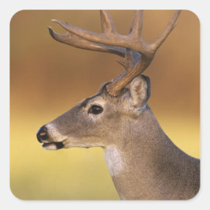 Pegatina Cuadrada Cerveza blanca, Odocoileus virginianus,