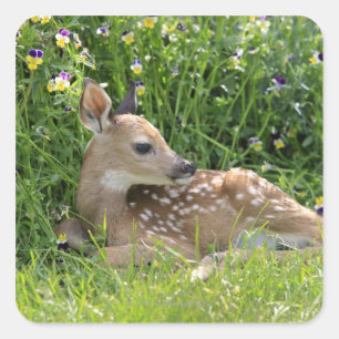 Pegatina Cuadrada Cerveza blanca (Odocoileus virginianus)