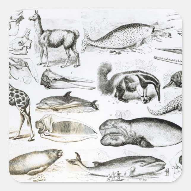 Pegatina Cuadrada Cetacea Edentata (Anverso)