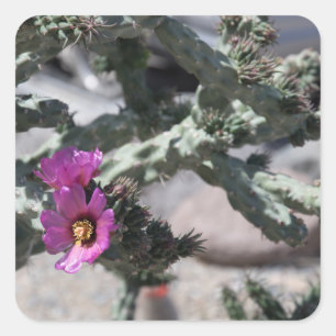 Pegatina Cuadrada Challa Cactus en floración