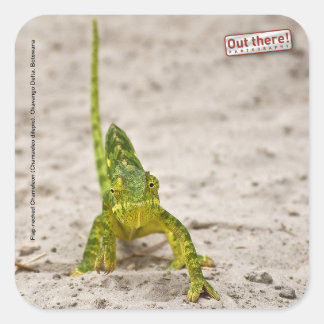 Pegatina Cuadrada Chameleon