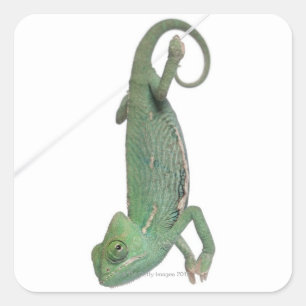 Pegatina Cuadrada Chameleon joven con velo, Chamaeleo calyptratus
