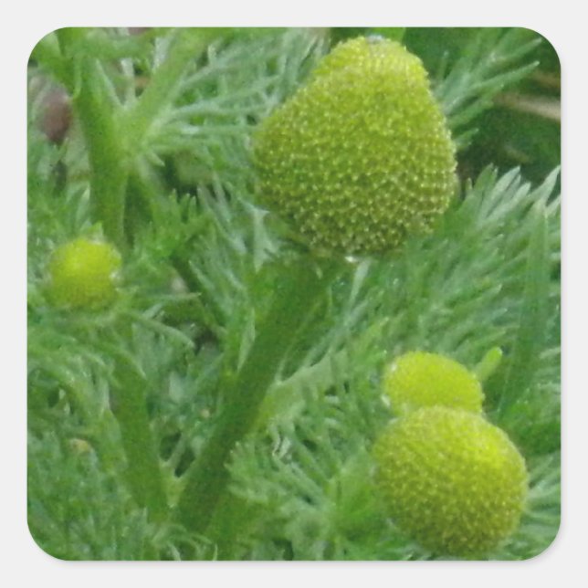 Pegatina Cuadrada Chamomille, Matricaria matricarioides (Anverso)
